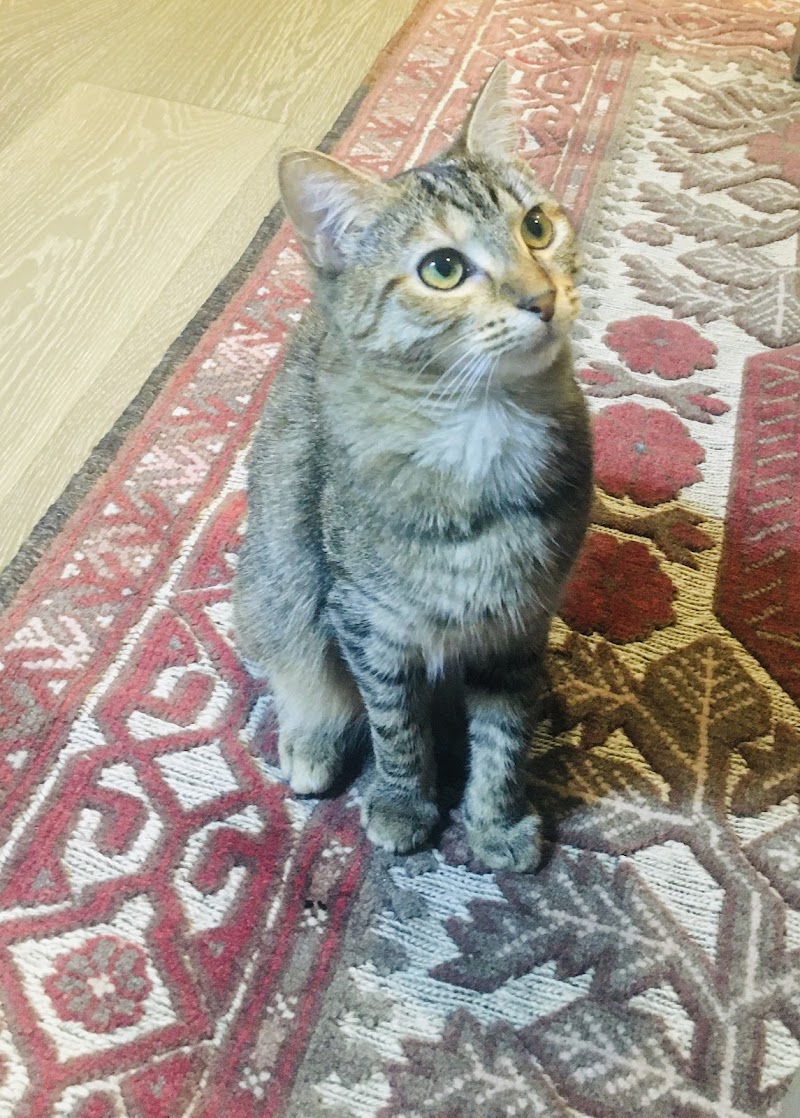 RSPCA Victoria Burwood East